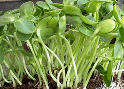 Black Oil Sunflower Microgreens