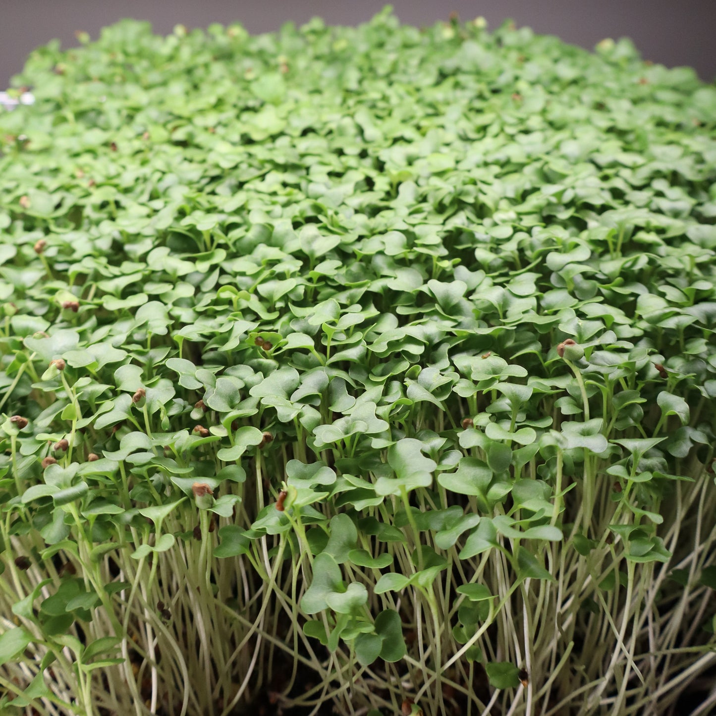 Waltham Broccoli Microgreens