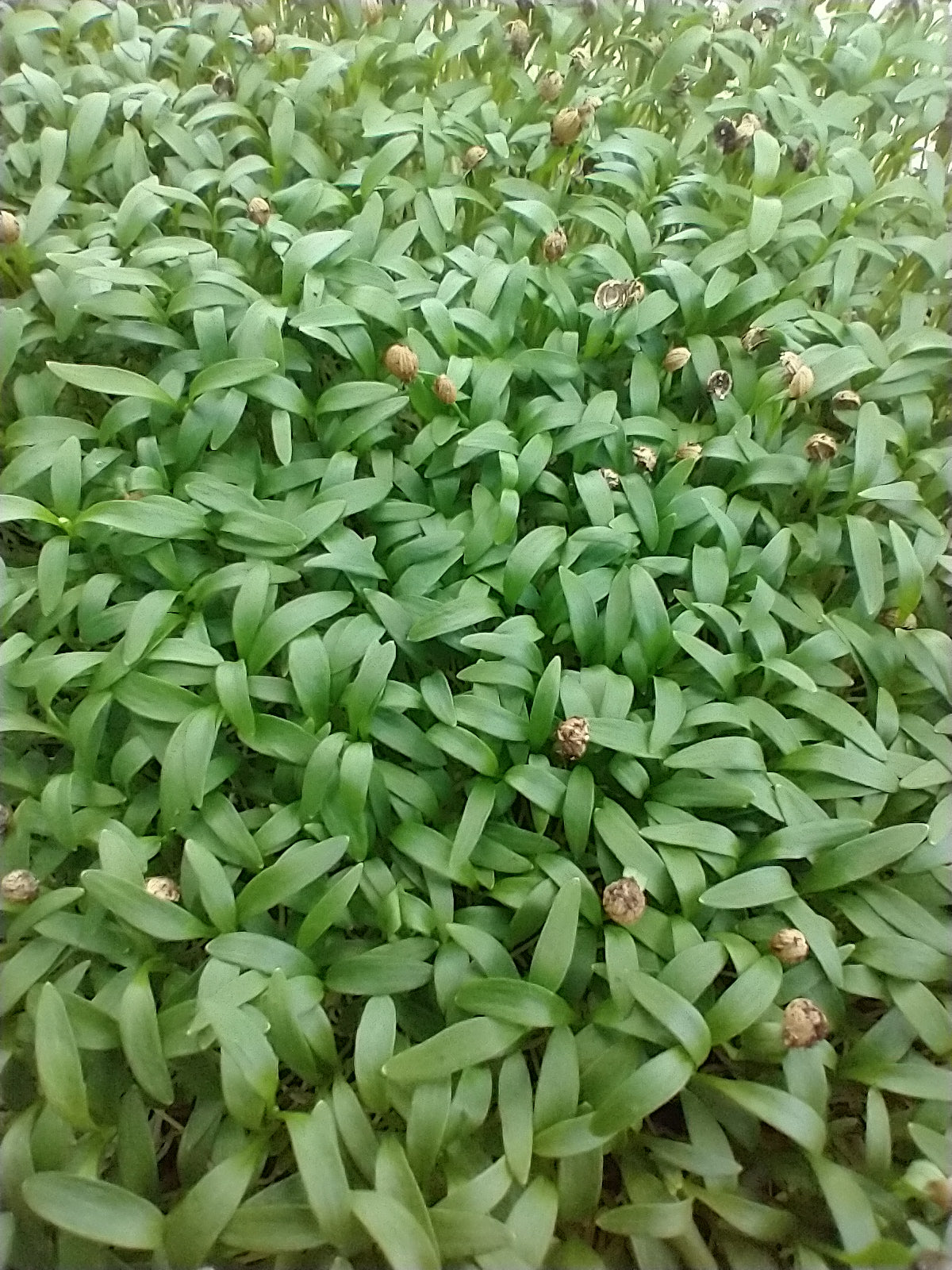 Cilantro microgreens