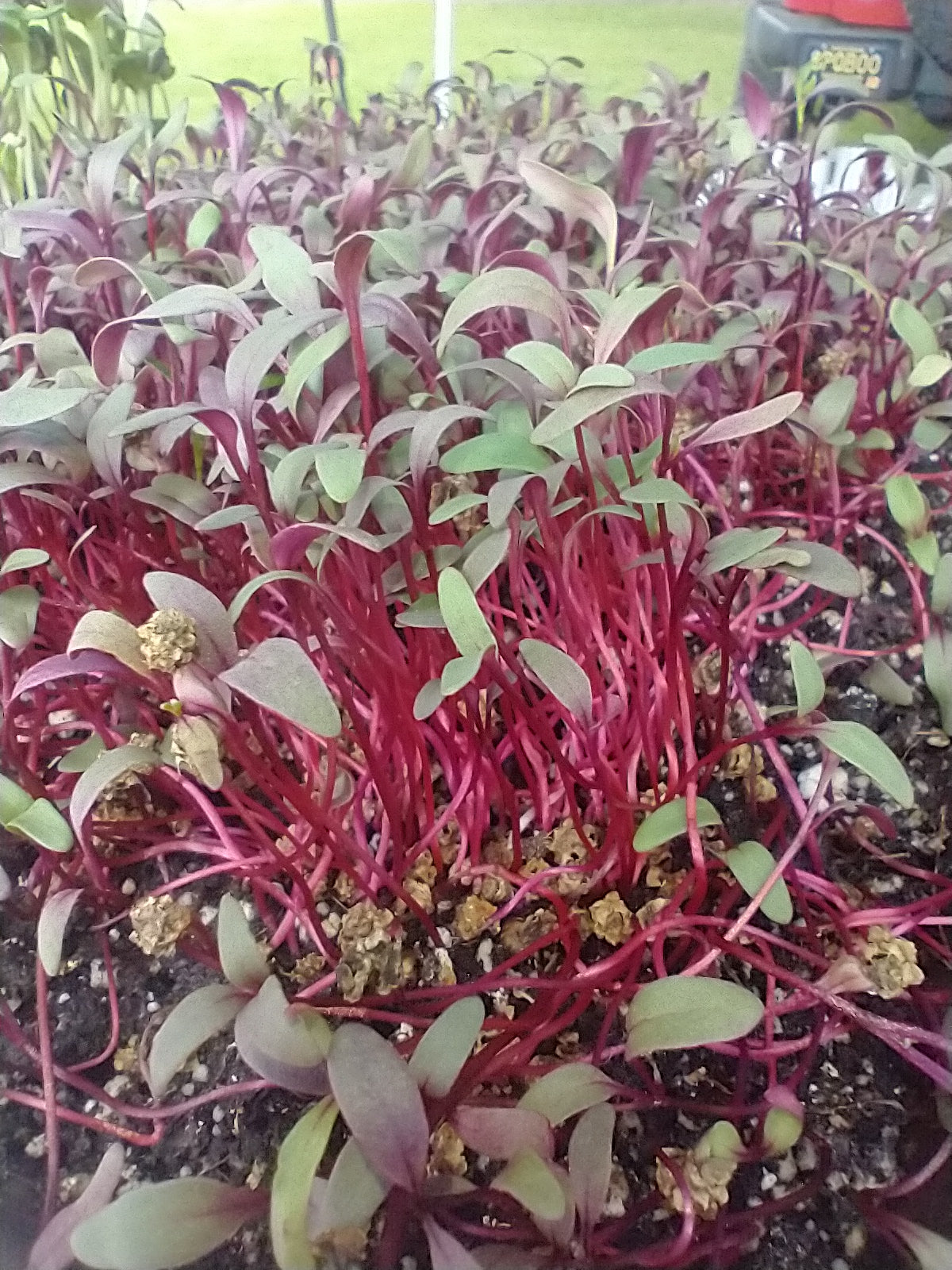 Red Beet Microgreens