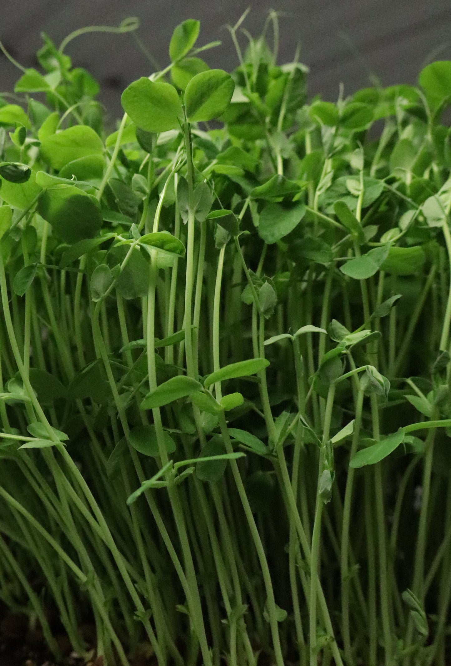 Speckled Pea / Yellow Pea Microgreens