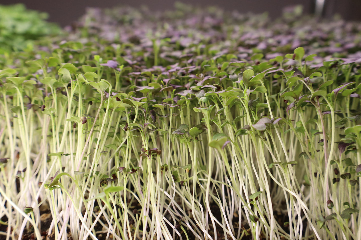 Mizuna Mustard Microgreens