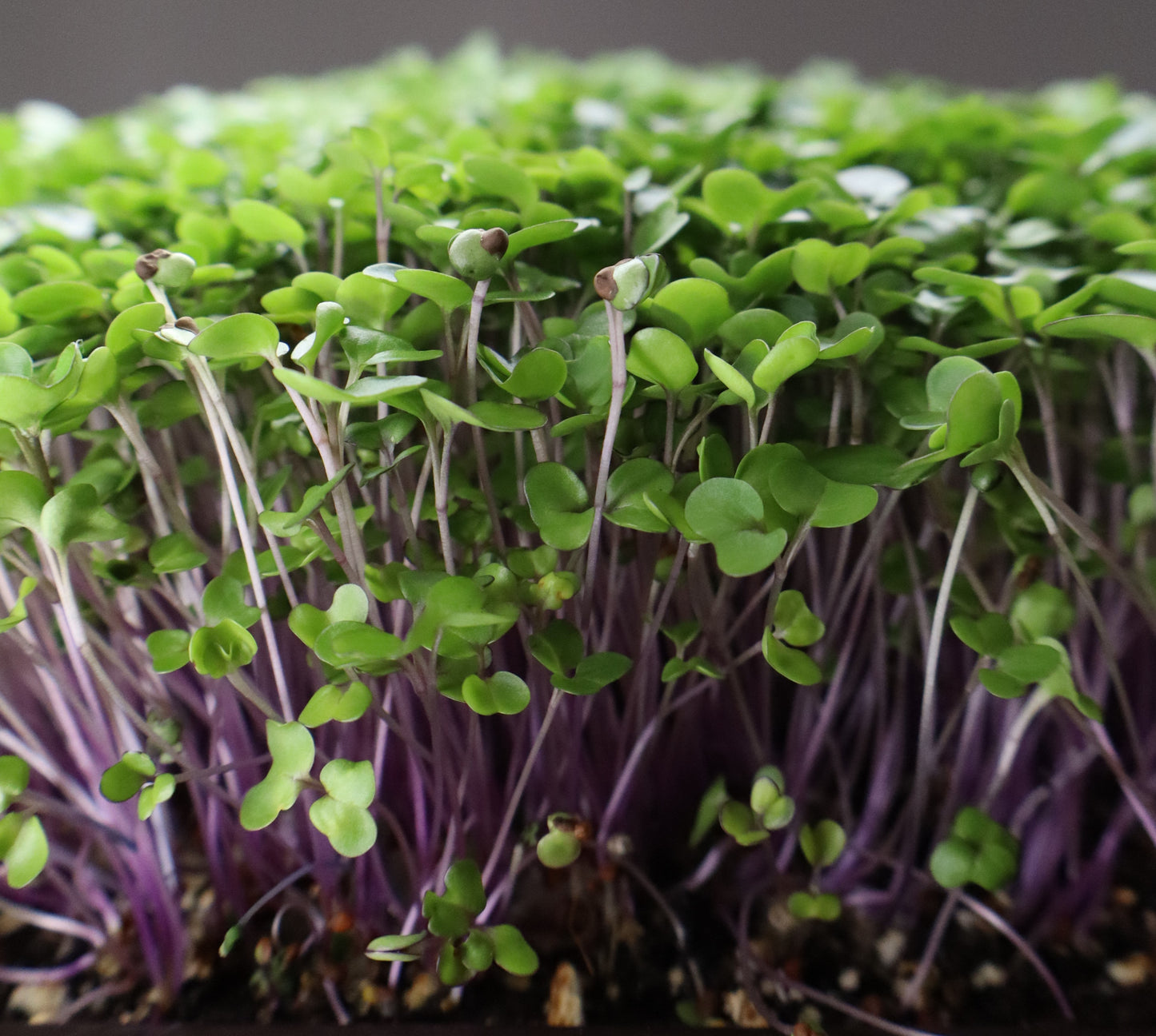 Kohlrabi Microgreens