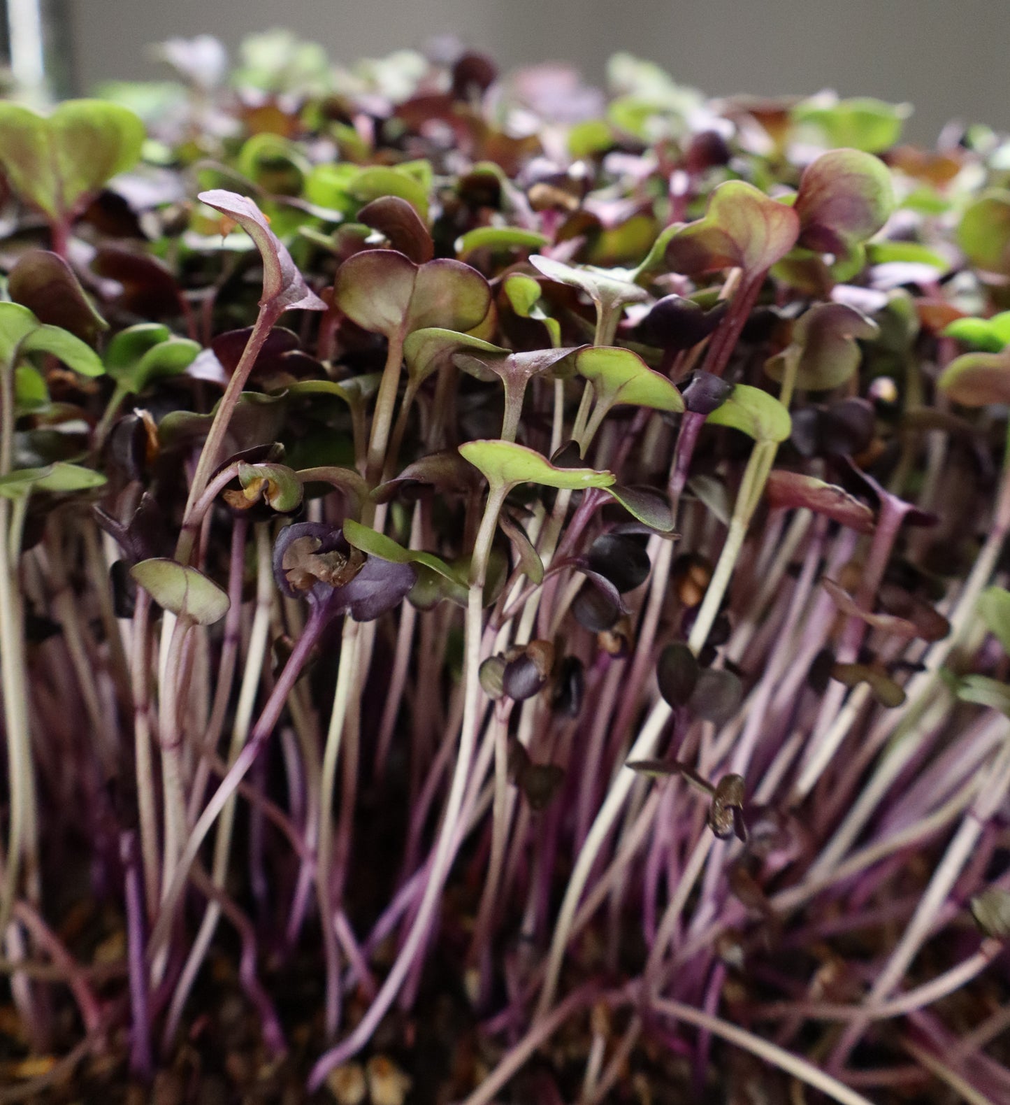 Rambo Radish Microgreens