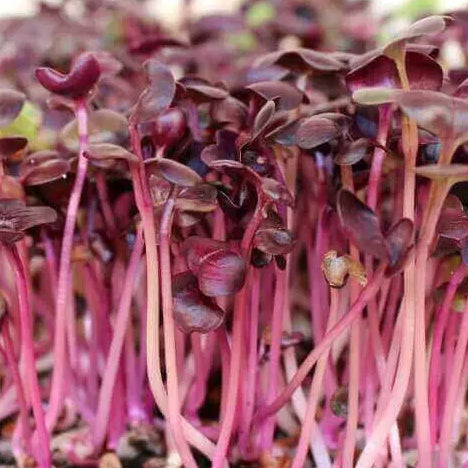 Rambo Radish Microgreens